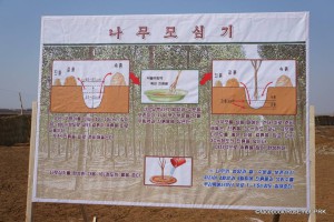 Instructions for how to plant and tend to trees. Photo credits: Russian embassy in Pyongyang. 