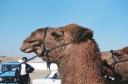 camel head.JPG
